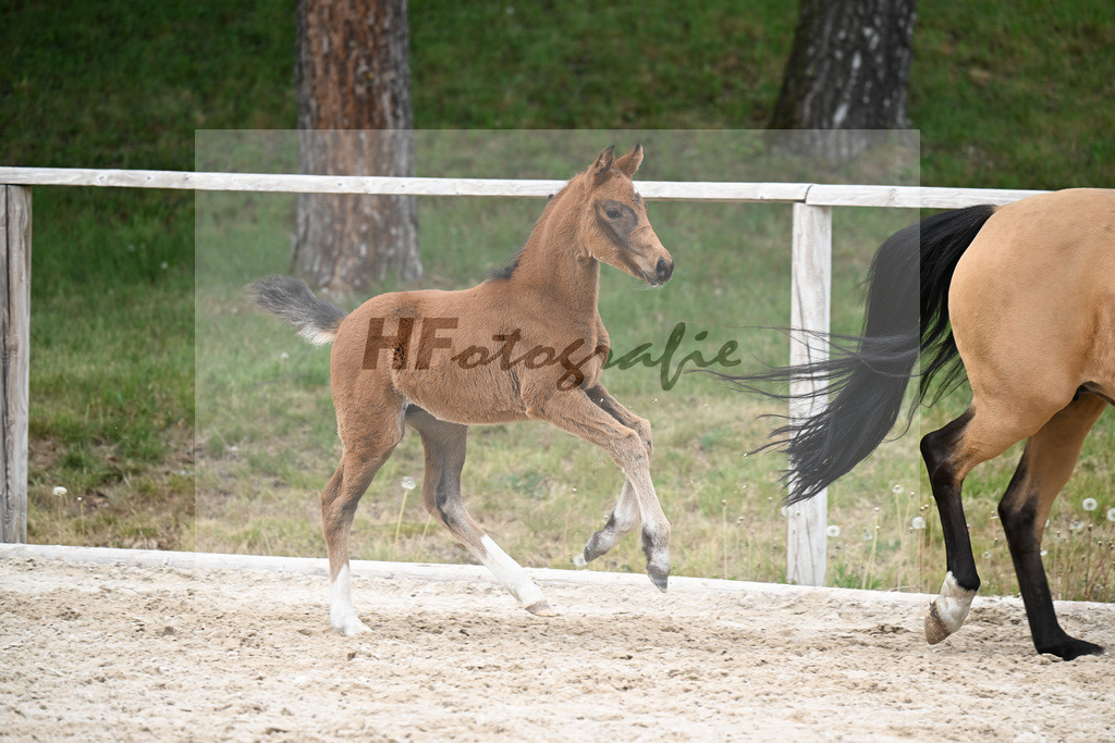 Kat-Nr. 31 SF Dallas County WE x Casino Royale K_Bentz_24260762 | hf-fotografie - Realisiert mit Pictrs.com