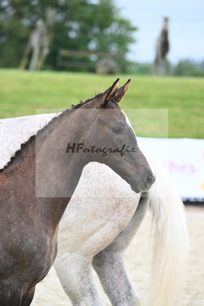 Kat-Nr. 42 SF Benicio_Rudolph_17231535 | hf-fotografie - Realisiert mit Pictrs.com