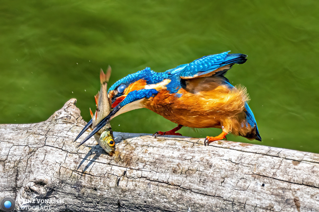 Tiere_0021 | Alle Bilder von Heinz Vonäsch Fotografie können alle zu günstigen Preisen gekauft werden! Download der Bilder, Ausdrucke, Postkarten, Tassen T-Shirts, Kalender, Alu- Dibond usw. - Realisiert mit Pictrs.com