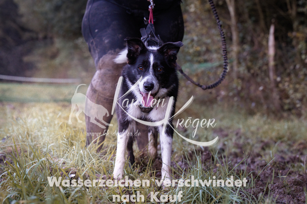 0843_ZZ90790 | kk-dogfotos