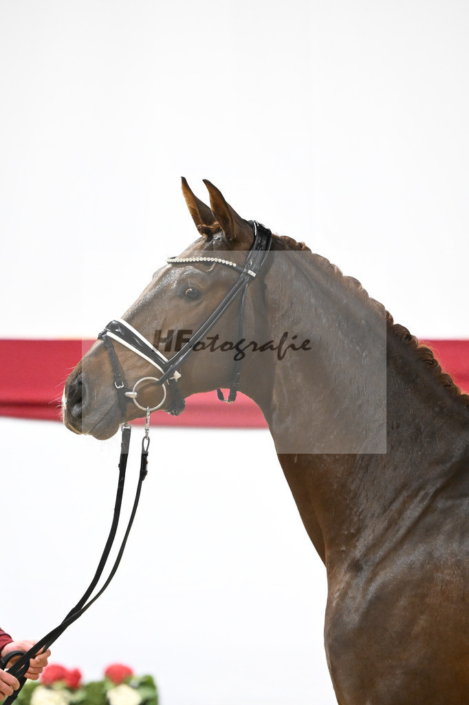Kat-Nr. 6 v. Vitalis_Beckmann_63220162 | hf-fotografie - Realizzato con Pictrs.com