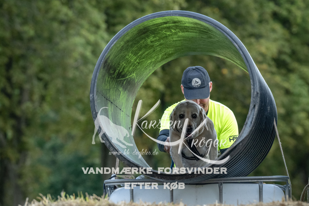 1049_ZZ93160 | kk-dogfotos