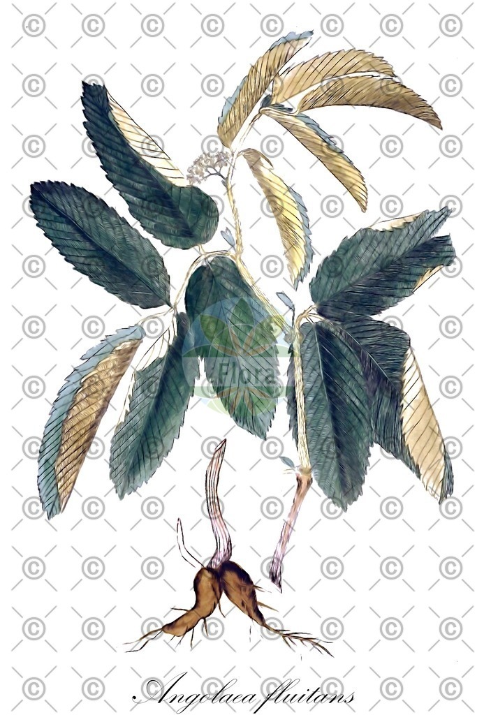 HistAbb_wfo-0000536542_378_ENZY_Simple | Historische Abbildung von Angolaea fluitans - Podostemaceae | Historical Illustration of Angolaea fluitans - Podostemaceae