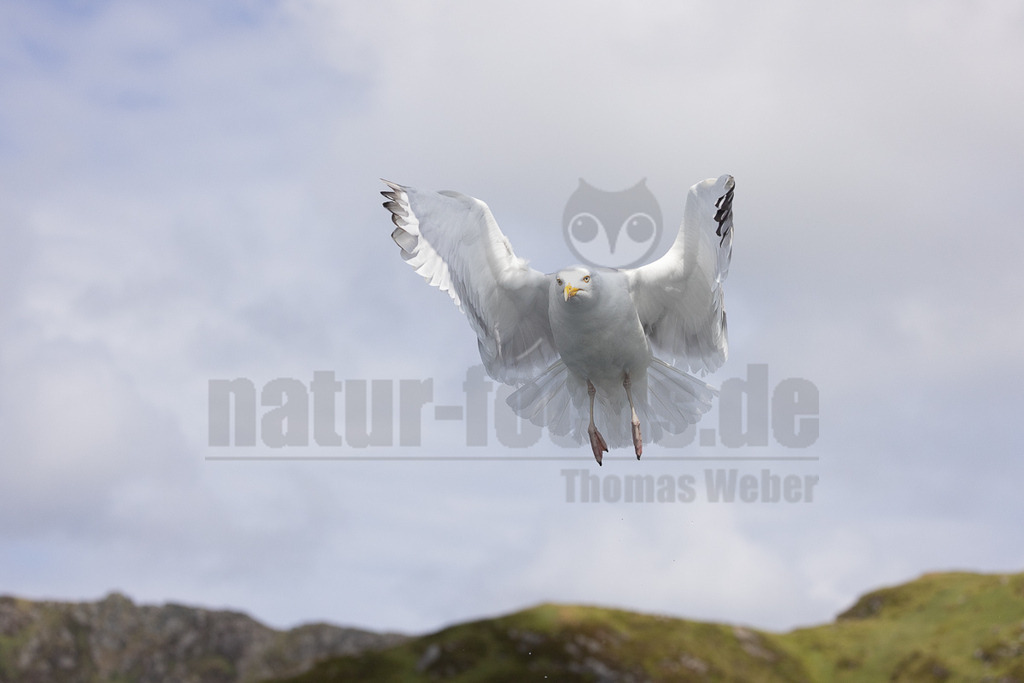 R5NF4071-20230720 | Das Bild zeigt eine Silbermöwe (Larus argentatus) im Flug. Die Möwe hat ihre Flügel ausgebreitet und scheint im Begriff zu landen oder zu schweben. Der Hintergrund besteht aus einem bewölkten Himmel und einer verschwommenen Landschaft. - Realisiert mit Pictrs.com