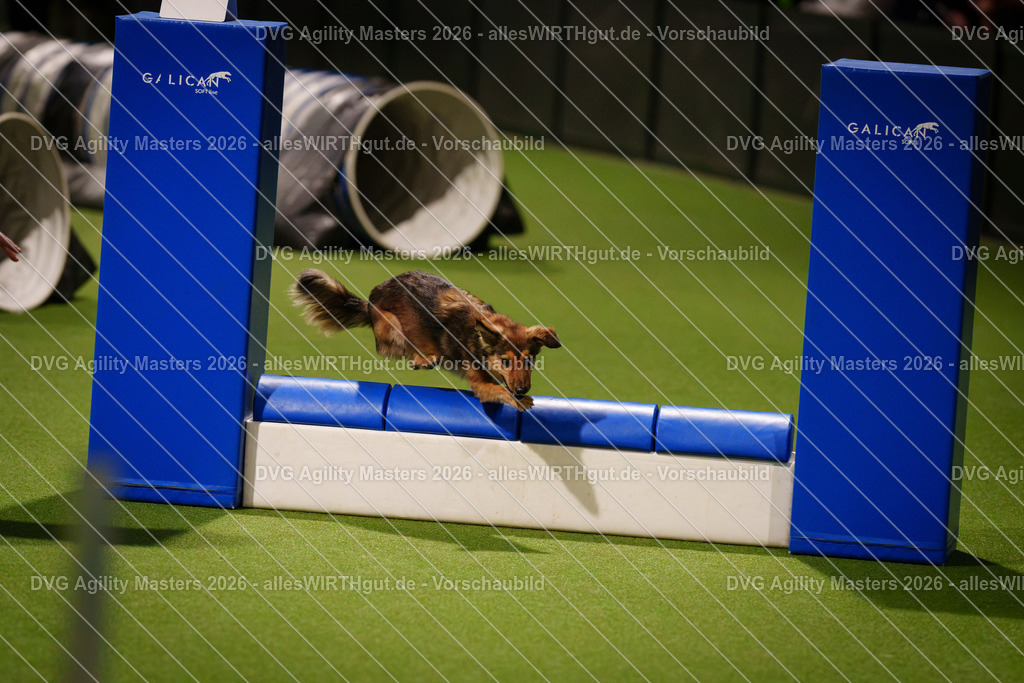 allesWIRTHgut_Tierfotografie-DVG_Agility_Masters_2026-17_55-7R506166 | Professionelle Tierfotografie in Mönchengladbach von Daniel Wirth (allesWIRTHgut). Liebevolle & natürliche Bilder von Hunden & Katzen für unvergessliche Erinnerungen.