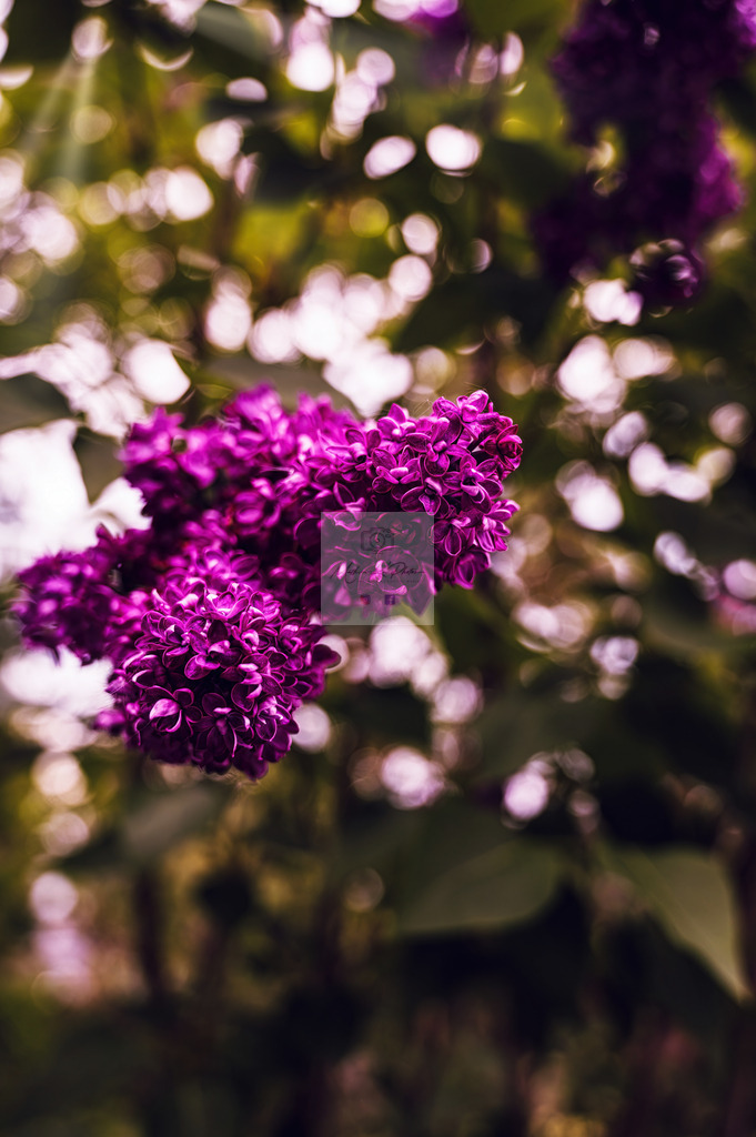 Makro - floral (100) | Buche Fotoshootings und entdecke hochwertige Fotoprodukte bei Mathias Ku Photos. Personalisiert, kreativ & mit Liebe zum Detail. Jetzt informieren! - Realisiert mit Pictrs.com