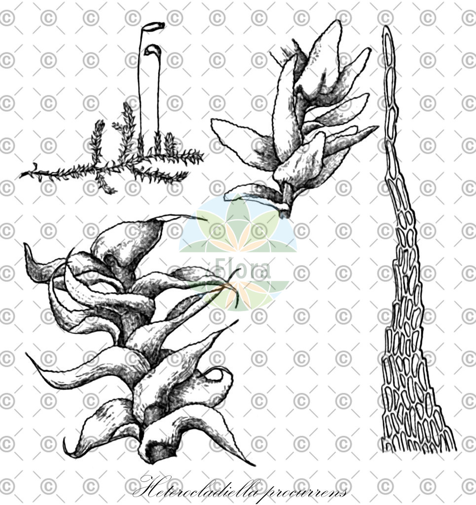 HistAbb_wfo-0001035632_1_ENZY_Simple | Historische Abbildung von Heterocladiella procurrens - Heterocladiellaceae | Historical Illustration of Heterocladiella procurrens - Heterocladiellaceae