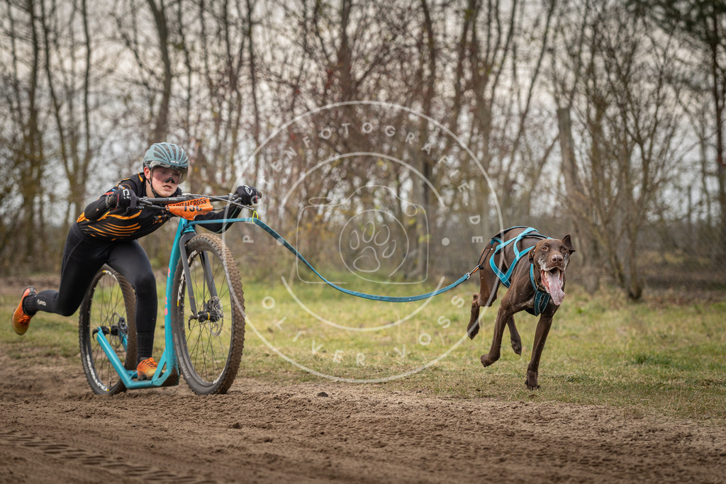 Pfotenfotografie_DV3A9115 | Hundefotografie, Tierfotograf, Pfotenfotografie, Fotoshooting Hund, Hunde Portrait, Hundesport, Hundeportraits, Heideshooting, Hunde, Sportfotograf, Hundefotograf, Turnierhundsport, THS,  - Realisiert mit Pictrs.com