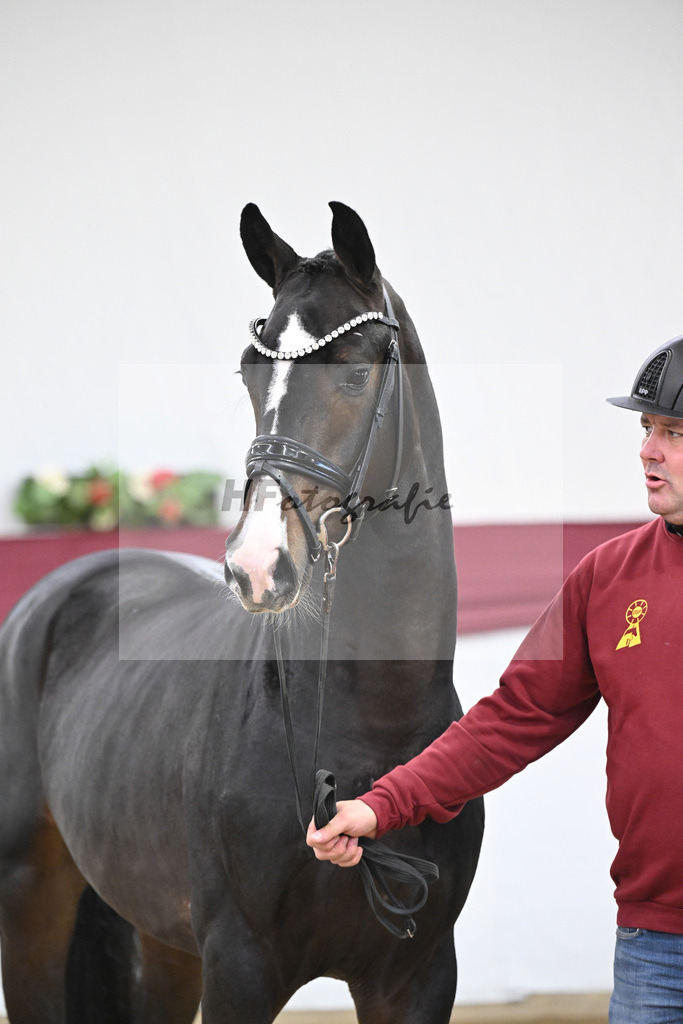 Kat-Nr. 33 Negro x Quaterback_Stefan Holtwiesche_47251114 | hf-fotografie - Realisiert mit Pictrs.com