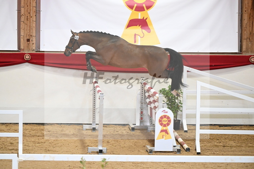 Kat.-Nr. 36 v. Tangelo van de Zuuthoeve_Gehrer_2251297 | hf-fotografie - Realizzato con Pictrs.com