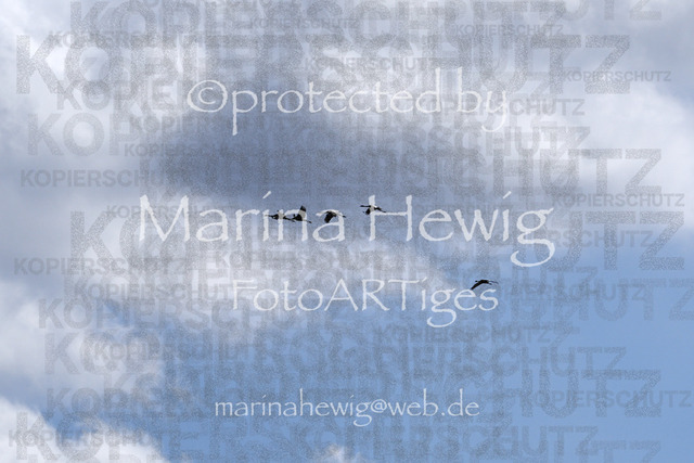 _MCH8374_Marina Hewig | Fotografie, FotoArt, PferdesportArt, Pferdesportfotografie, Landschaftsfotografie, Reisefotografie, Reise, Pferde - Realisiert mit Pictrs.com