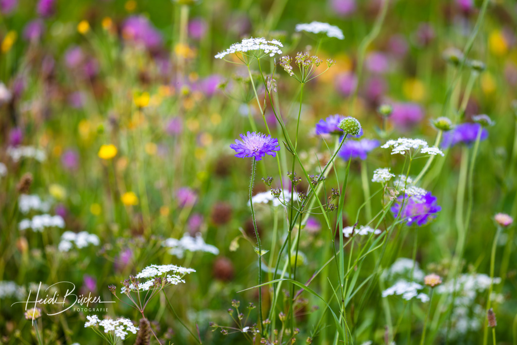 Bunte Blumenwiese | Bunte Blumenwiese - Realisiert mit Pictrs.com