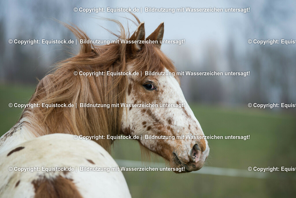 20150315_TOMsPiC_0070 | equistock