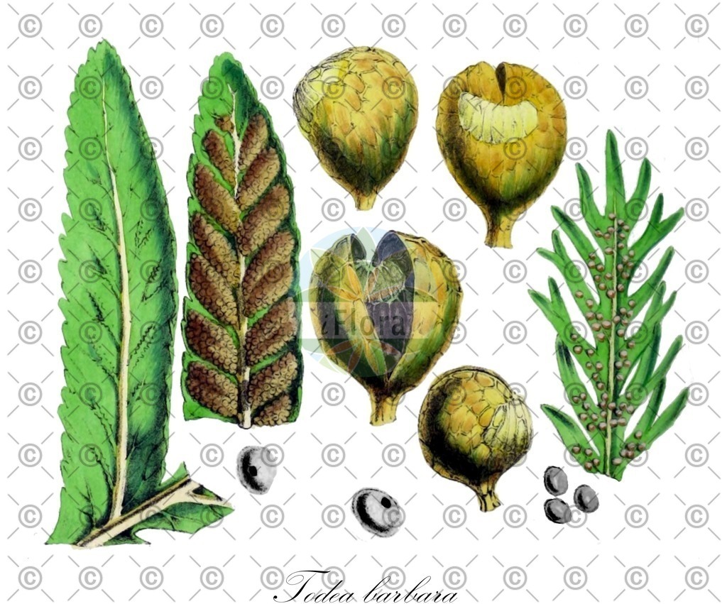 HistAbb_EMP_7532183_SRC_Schlechtendal_FLORAD_SIMPLE | Historische Abbildung von Todea barbara - Osmundaceae | Historical Illustration of Todea barbara - Osmundaceae