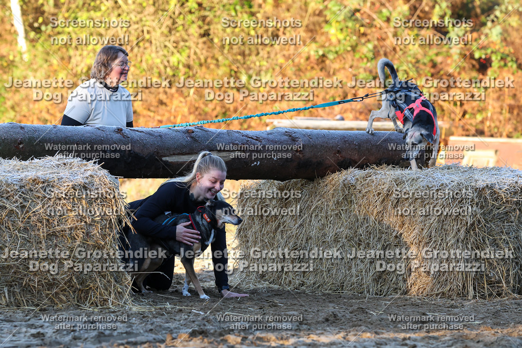 Dog Paparazzi - Strongdog 10-25-570 | Dog Paparazzi Jeanette Grottendiek Fotografie & Videografie - Realisiert mit Pictrs.com