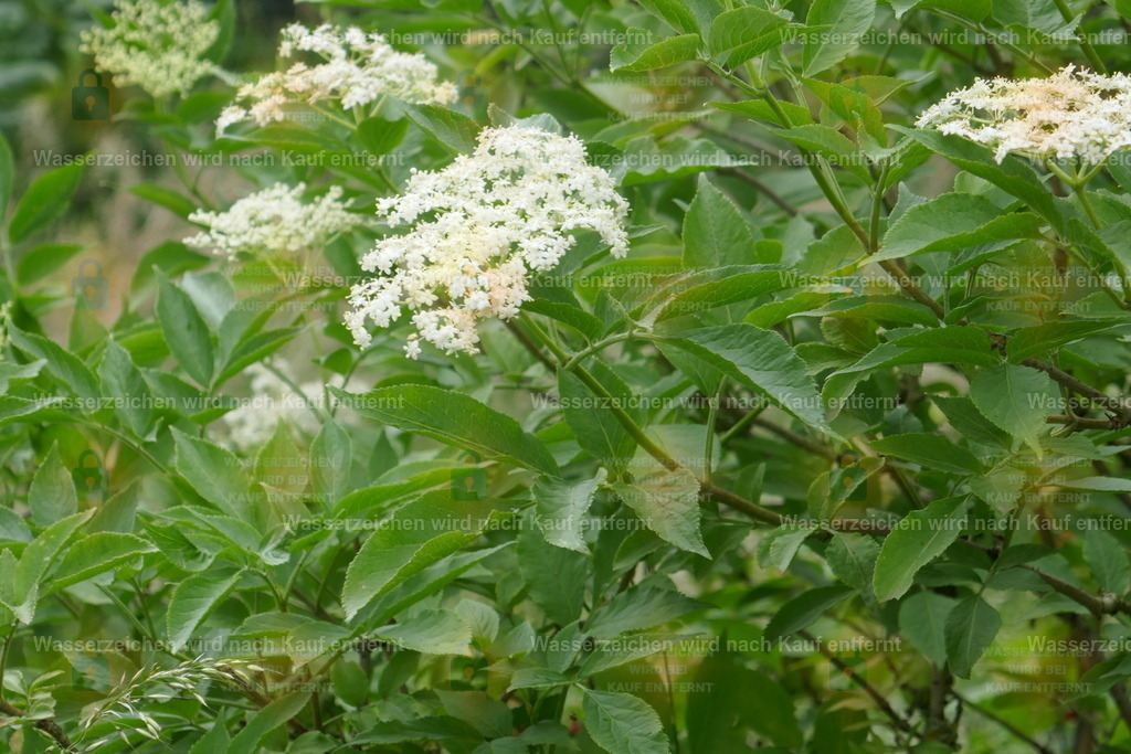P1100877 | Fotoseite Wolkenblende - Das Hobby fotografieren begleitet mich schon  viele  Jahre. Auf den nächsten Seiten zeige ich ein paar Schnappschüsse der letzten Jahre und es kommen immer neue hinzu. Schau einfach mal rein. - Realisiert mit Pictrs.com