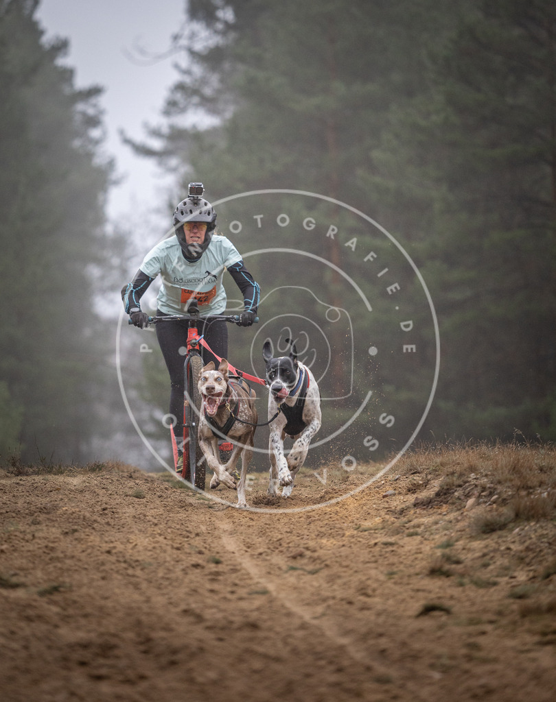 Pfotenfotografie_DV3A0943 | Hundefotografie, Tierfotograf, Pfotenfotografie, Fotoshooting Hund, Hunde Portrait, Hundesport, Hundeportraits, Heideshooting, Hunde, Sportfotograf, Hundefotograf, Turnierhundsport, THS,  - Realisiert mit Pictrs.com