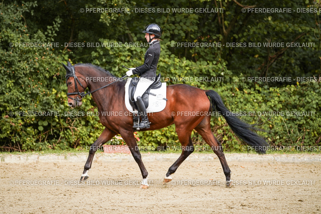 DSC09176 | Pferdegrafie