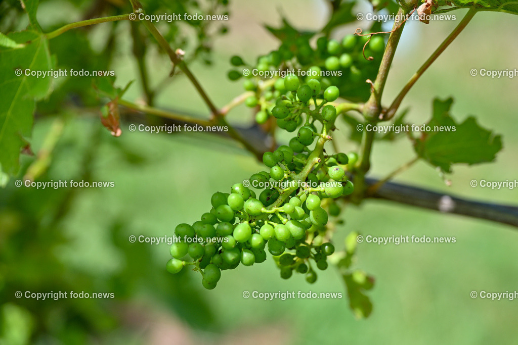 Gustergut_ WWurm_ Fruchtveredelung_ 29.06.2024-3 | 29.06.2024, St. Florian, AUT, Gustergut, WWurm, Weingut, Fruchtveredelung, im Bild Weingarten