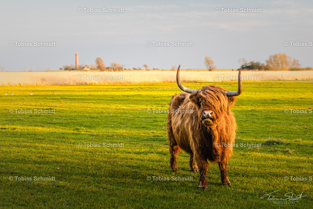 Fehmarn__DSC1876 | Fotoprodukte, Kalender und Wanddeko direkt vom Fotografen auf Fehmarn. Ob Wandbild auf Alu-Dibond, hinter Acrylglas oder auf Leinwand – hier können Sie Ihr Lieblingsbild kaufen. - Realisiert mit Pictrs.com