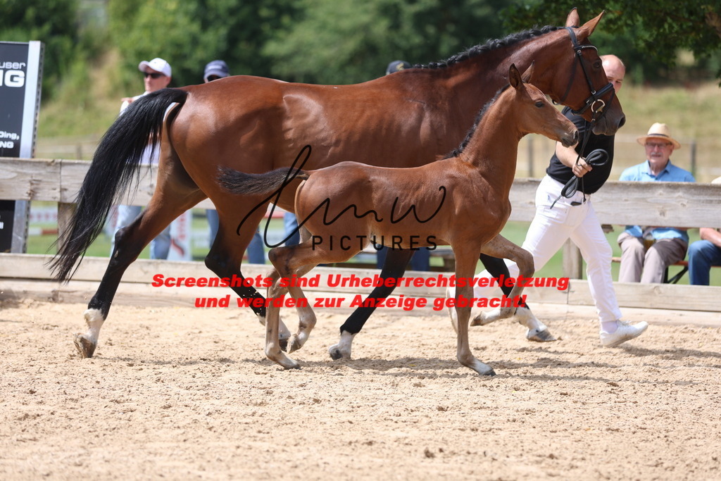 Fohlenschau_Schwäbisch_Hall_springbetonte_Fohlen_KN 19_1 | lmwpictures - Realisiert mit Pictrs.com