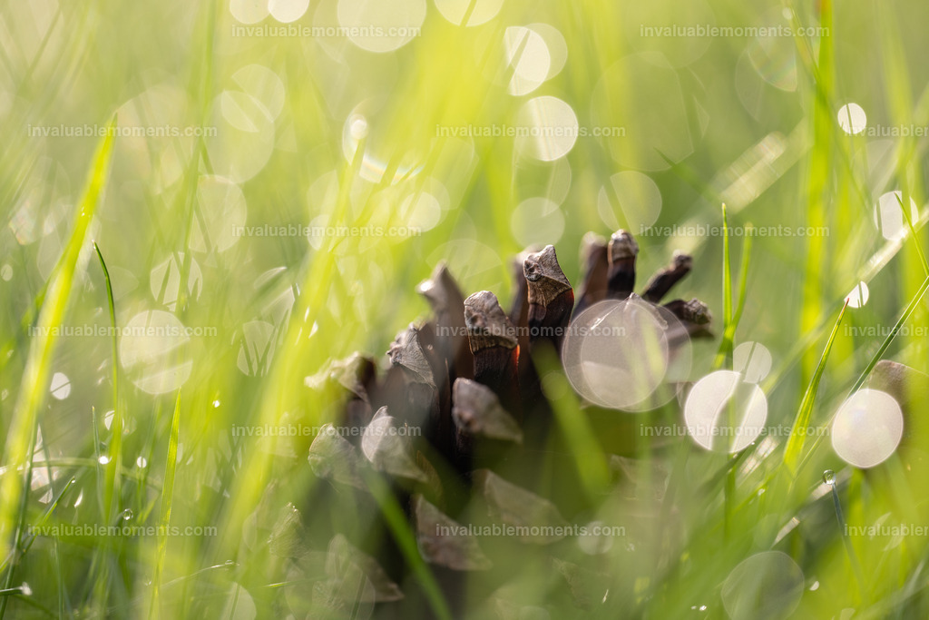 DSC_2880 | invaluablemoments.com - Realisiert mit Pictrs.com