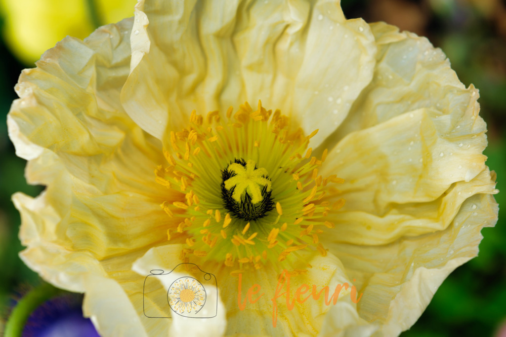 DSC_0142-NEF_DxO_DeepPRIME (1) | Dies ist der Shop von Florian Blum - le fleuri. Langenthal, Bern, SchweizSie können hier meine oder ihre eigenen Fotos als Fotoprodukte kaufen. Tassen, Schlüsselanhänger, Taschen etc. können Sie hier gestalten.  - Realisiert mit Pictrs.com