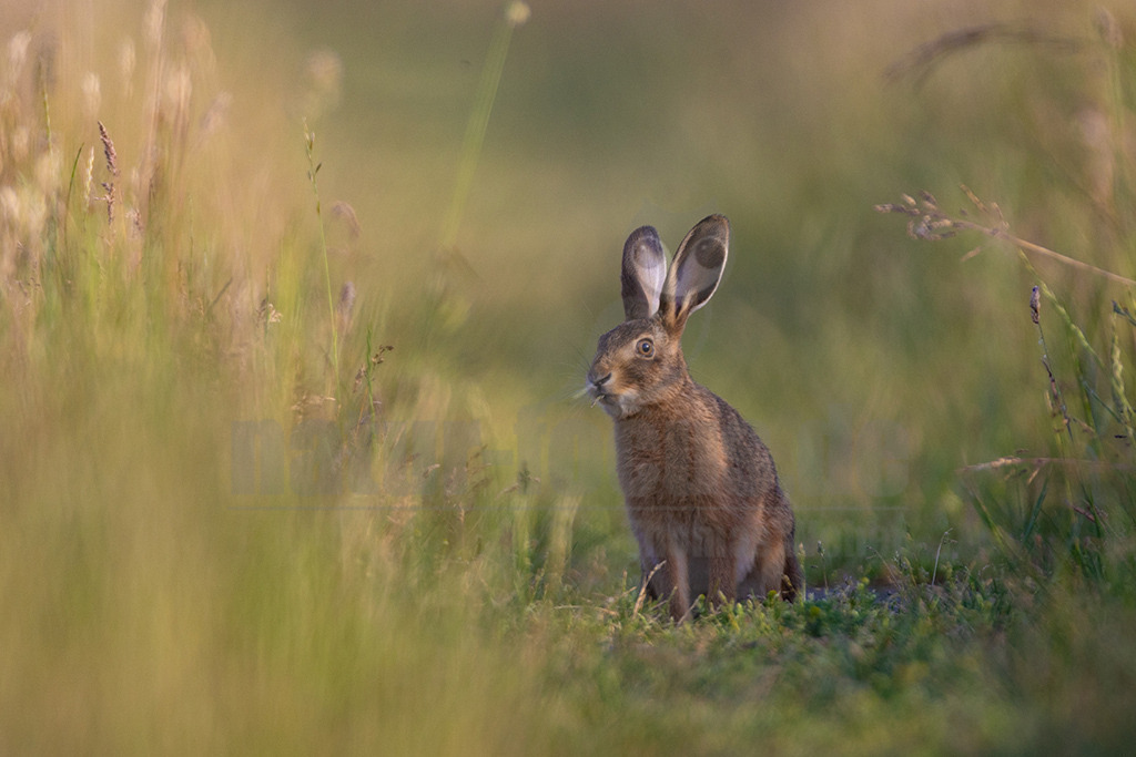 20220615181403-2 | Der Feldhase, kurz auch Hase genannt, ist ein Säugetier aus der Familie der Hasen. Die Art besiedelt offene und halboffene Landschaften. Das natürliche Verbreitungsgebiet umfasst weite Teile der südwestlichen Paläarktis; durch zahlreiche Einbürgerungen kommt der Feldhase heute jedoch auf fast allen Kontinenten vor. - Realisiert mit Pictrs.com
