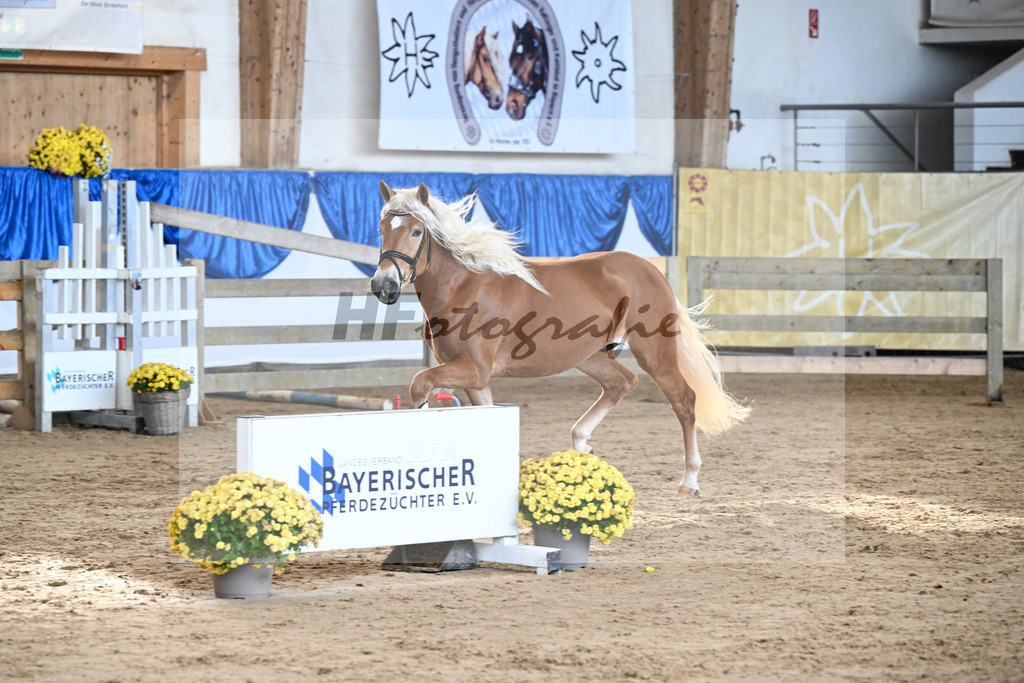 Kat-Nr. 8 Angelo Mio v. Amore Mio_Brielmeier_48250215 | hf-fotografie - Realisiert mit Pictrs.com