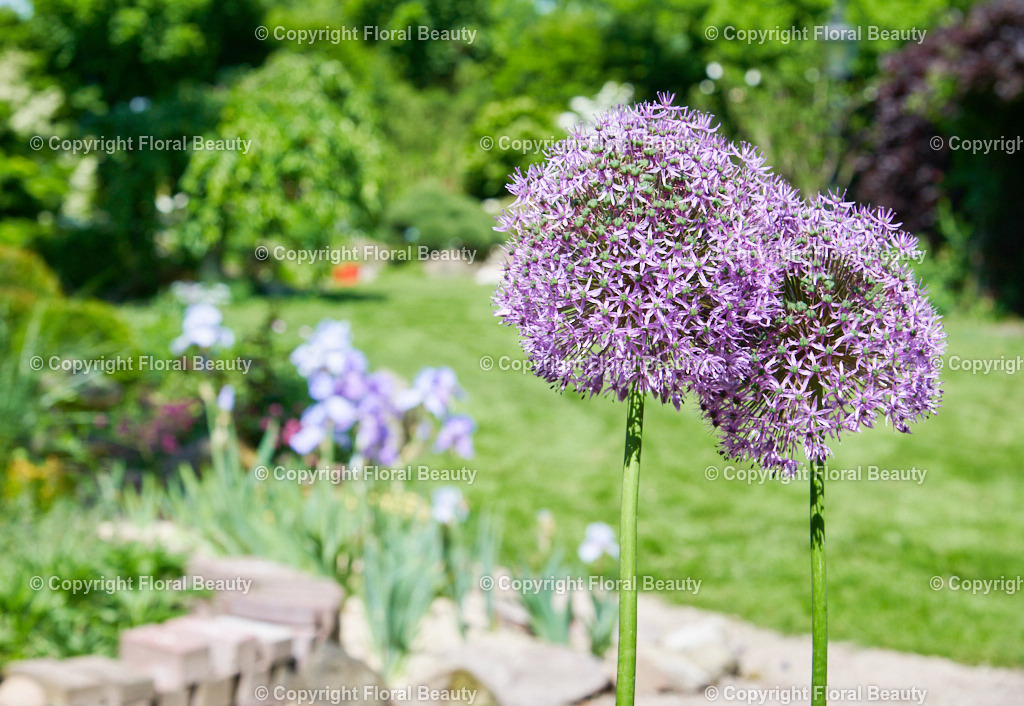 Wandbild Riesenallium im Garten | Allium im Garten, wunderschönes Motiv für ein Wandbild. - Realized with Pictrs.com