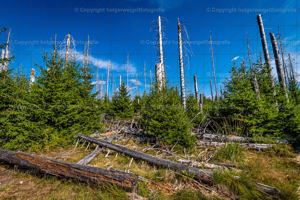 20220903143913D75_7843 | Kaufen sie online außergewöhnliche Fotografien auf Leinwand Acrylglas Fotoprint Aludibond von holgerweigeltfotografie - Realisiert mit Pictrs.com