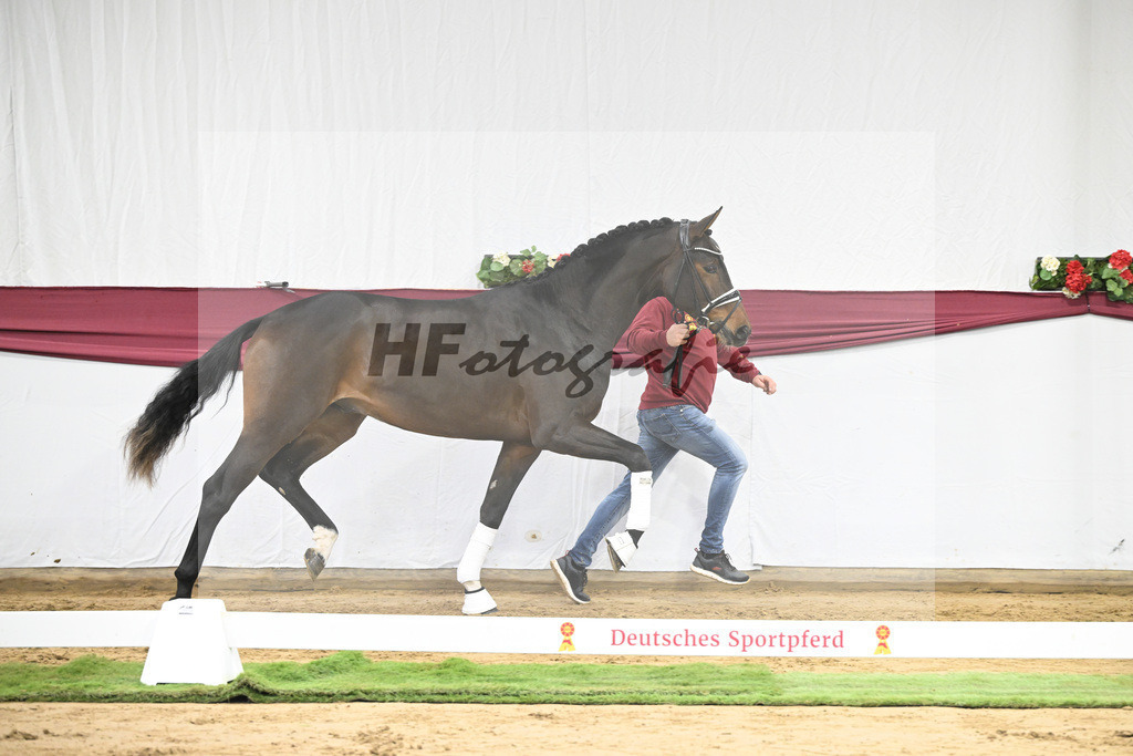 Kat-Nr. 139 Escolar x Rubin-Royal_2M2 Horese I Bastad AB_47250313 | hf-fotografie - Realisiert mit Pictrs.com