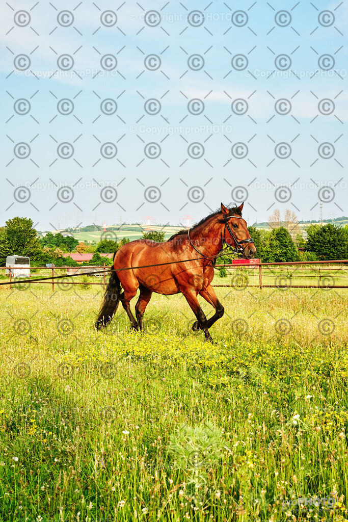 262_202406_Niki-Herodes_NZ9_0169 | proPHOTO - Realisiert mit Pictrs.com