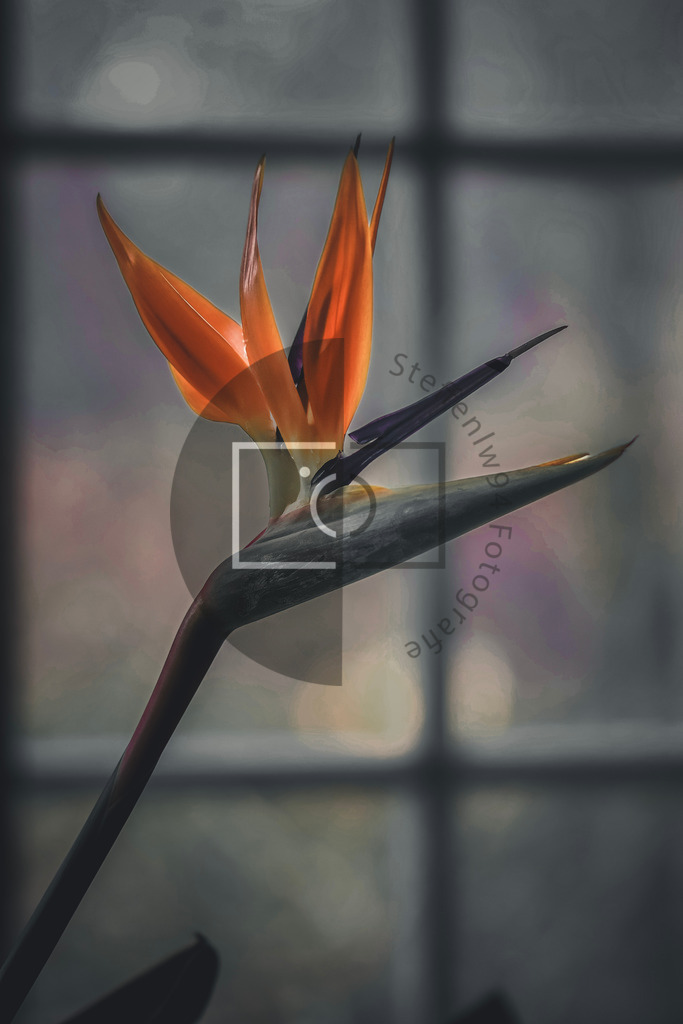 Blüte Strelizia Reginae Wandbild | Ich bin Fotograf und auf meiner Webseite hast du die Möglichkeit meine fotografie als Wandbilder druckfertig für dein Zuhause zu bestellten. - Realisiert mit Pictrs.com