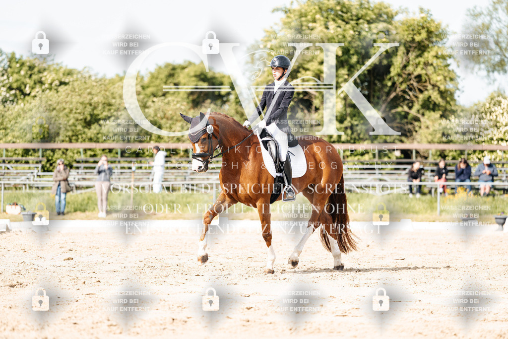 CK900321 | Turnierfotografie Pferdefotografie Trier Rheinland-Pfalz Pferdesport Reitsport Tierfotografie Sportfotografie Pferdevideo Pferdevideografie Equestrianvideography equestrianphotography  - Realisiert mit Pictrs.com