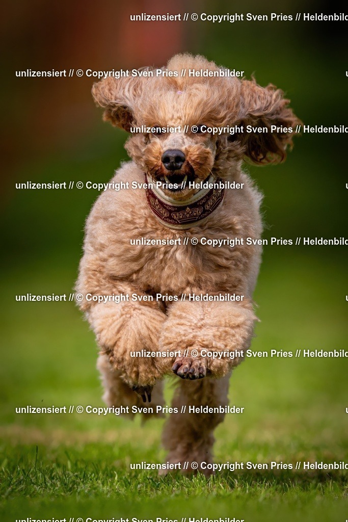 Sven Pries | 2024-09-22 - Hunderennen Baden-BadenPudelverein - Realisiert mit Pictrs.com