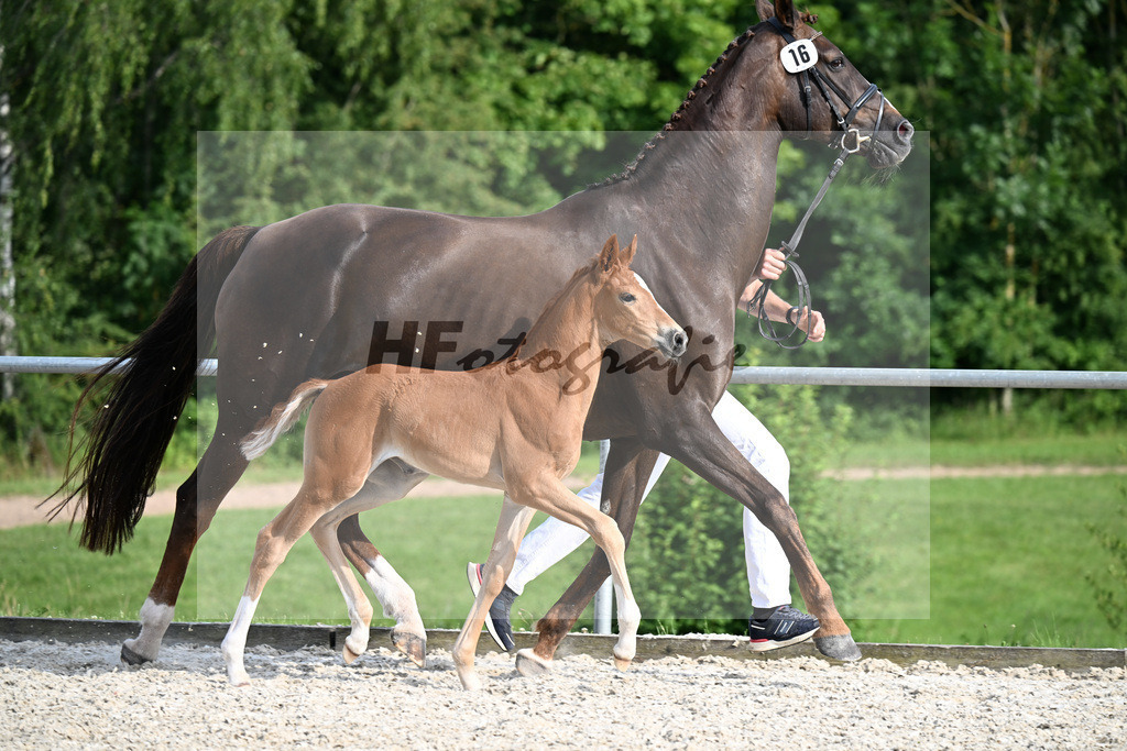 Kat-Nr. 16 For Gold x Florencio I_SF_Wehr_17251060 | hf-fotografie - Realisiert mit Pictrs.com