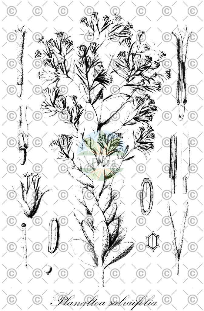 HistAbb_wfo-0000774669_1_ENZY_Simple | Historische Abbildung von Planaltoa salviifolia - Asteraceae | Historical Illustration of Planaltoa salviifolia - Asteraceae