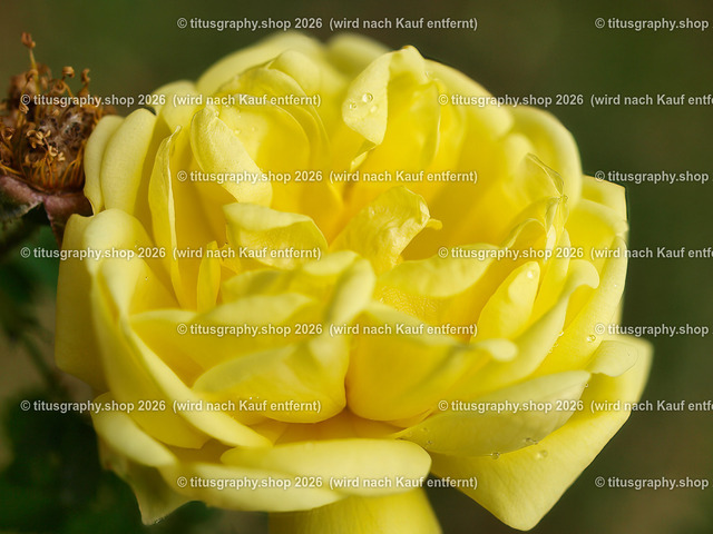 titusgraphy-P6080451_var-104 | Fotokunstarbeit aus der INSTAGRAM-Gallerie auf titusgraphy.eu - Realisiert mit Pictrs.com
