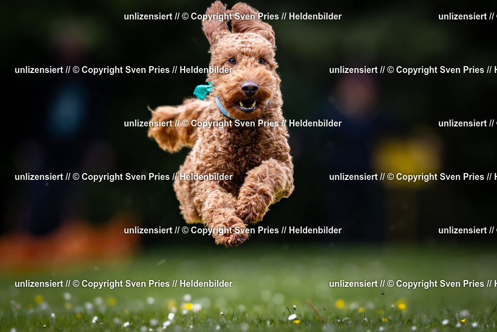 Sven Pries | 2026-05-14 - Hunderennen KA Durlach Vatertag 2026 - Realisiert mit Pictrs.com