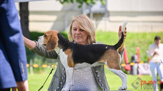 Beagle Club Schweiz  | Beagle Club Schweiz, 45 Jahre in Menziken 2025 Foto: Leo Wyden