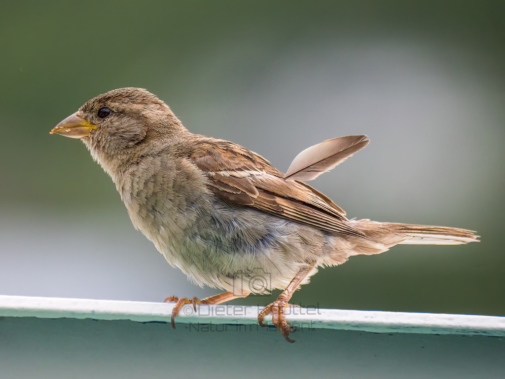 PGH52655-Bearbeitet-2018-LR | Natur im Moment - Realisiert mit Pictrs.com