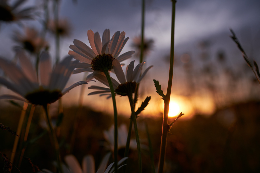 Margeriten Wiese im Abendlicht | Austria - June 12, 2021: Margeriten Wiese im Abendlicht. - Realisiert mit Pictrs.com
