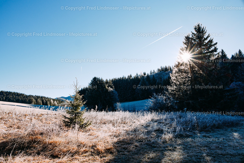 Reif Morgenfrost Mariazellerland 24112021-1315 | Fotos und Fotoprodukte - Realisiert mit Pictrs.com