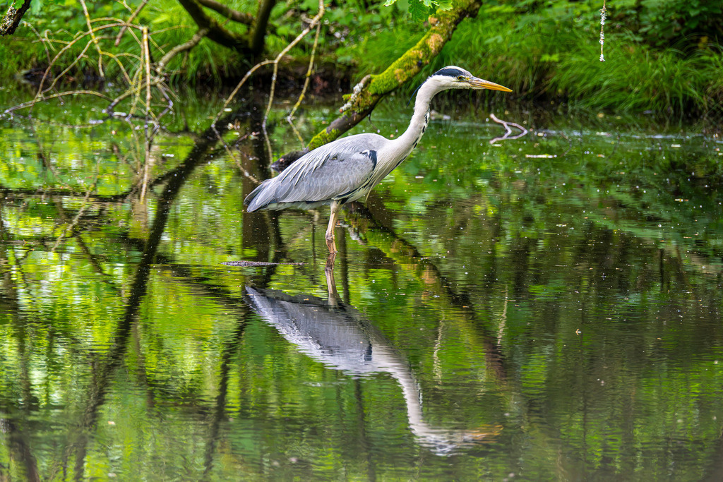 Der stille Jäger im Spiegelbild | Inmitten eines idyllischen Gewässers steht ein Graureiher aufmerksamen Blickes im flachen Wasser. Die dichte, saftig grüne Ufervegetation spiegelt sich malerisch auf der sanft bewegten Wasseroberfläche wider und verleiht der Szene eine fast magische Tiefe. Perfekt an seine Umgebung angepasst, wartet der elegante Vogel geduldig auf seine Chance. Seine scharfe Silhouette verdoppelt sich in der spiegelnden Oberfläche zu einem harmonischen Gesamtkunstwerk – ein Moment unberührter Naturvoller Ruhe und fokussierter Kraft. - Realisiert mit Pictrs.com
