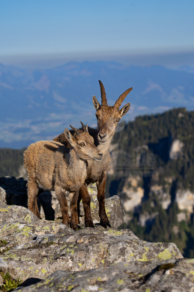 _5NF6615_20250710 | Auf einem steinigen Berggipfel stehen zwei Gämsen eng aneinander gekuschelt. Eine Gämse legt ihren Kopf über die andere, was eine Zuneigung oder ein soziales Verhalten zwischen den Tieren andeutet. Beide Tiere blicken direkt in die Kamera, was dem Betrachter das Gefühl gibt, in ihre Welt einzutauchen. Die beeindruckende Berglandschaft im Hintergrund unterstreicht die Wildnis und die Schönheit der Alpenregion. Die Tiere scheinen sich in ihrem natürlichen Lebensraum wohlzufühlen. - Realisiert mit Pictrs.com