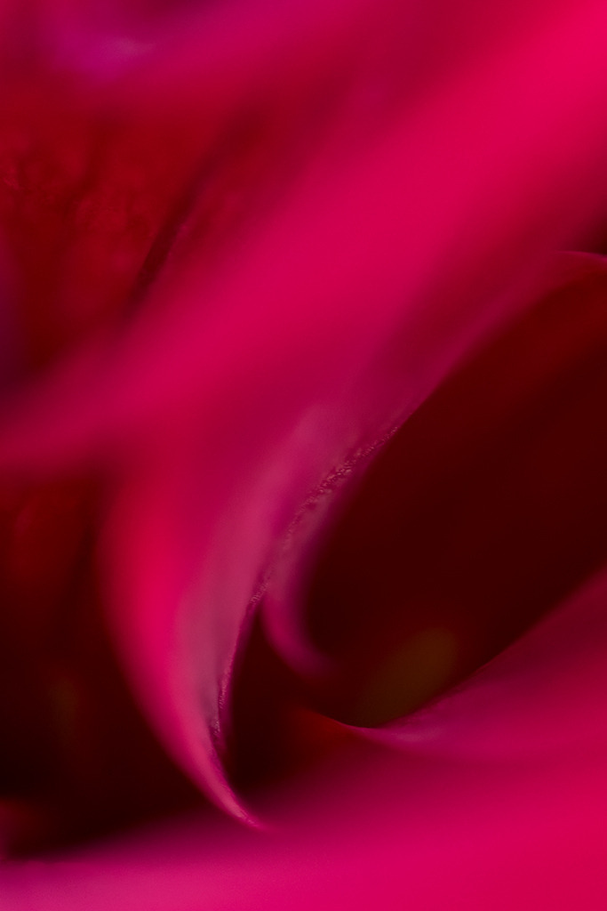 d_2021_08_0412 | Dahlia x hortensis, Semi-Kaktus-Dahlie "Président Saint-Gilles" - Realisiert mit Pictrs.com