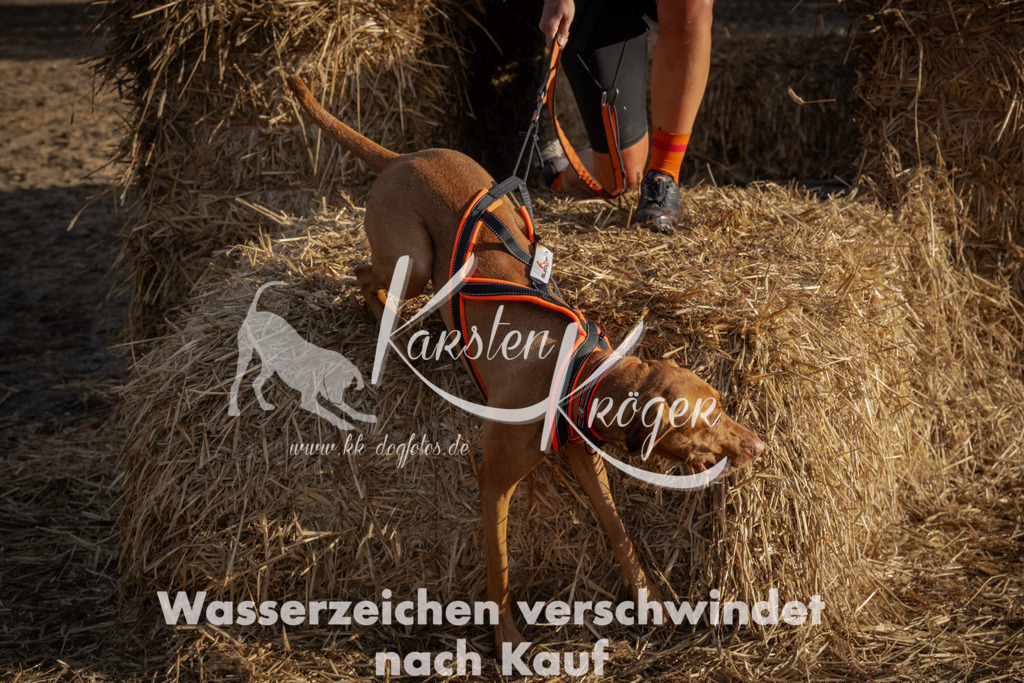 0956_ZZ95559 | kk-dogfotos