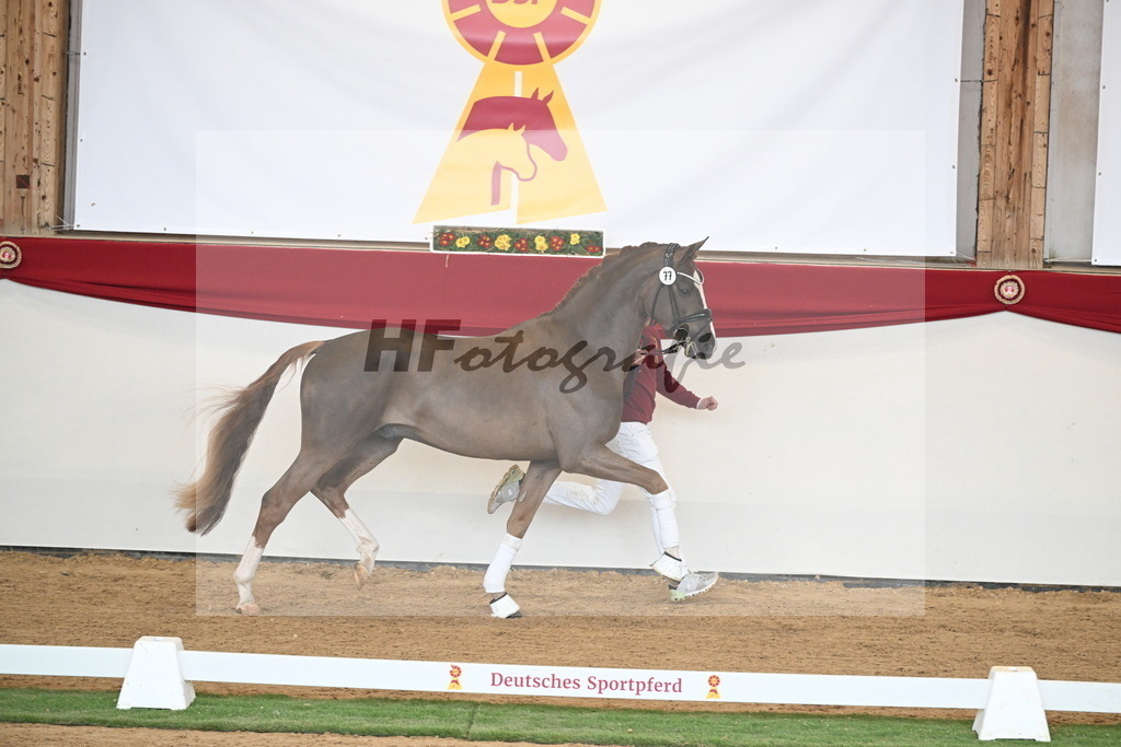 Kat.-Nr. 77 v. Sir Donnerhall I_Schafhof_2250722 | hf-fotografie - Realisiert mit Pictrs.com