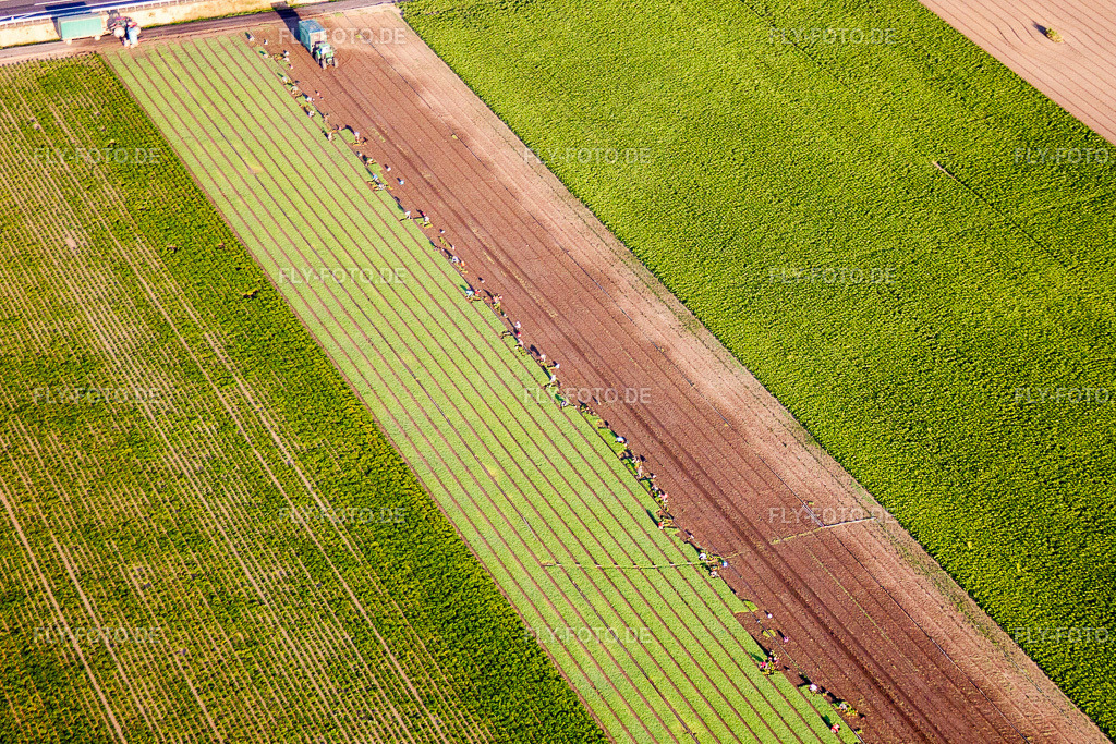 Ernteeinsatz mit schweren Landmaschinen - Mähdreschern und Erntefahrzeugen auf landwirtschaftlichen Feldern | Luftbild: Ernteeinsatz mit schweren Landmaschinen - Mähdreschern und Erntefahrzeugen auf landwirtschaftlichen Feldern in Mutterstadt im Bundesland Rheinland-Pfalz in Deutschland. Foto: IMG_69545.jpg vom 04.07.2014 durch Werner Riehm/FLY-FOTO.de - Realisiert mit Pictrs.com